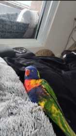 Lost Lory / Lorikeet