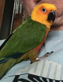 Lost Conure