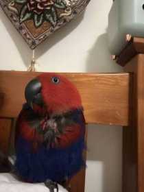 Lost Eclectus
