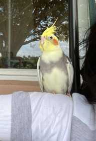 Lost Cockatiel
