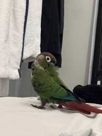 Lost Conure
