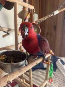 Lost Eclectus