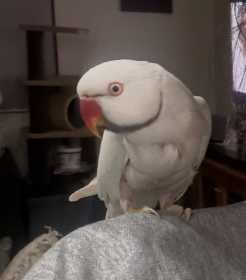 Lost Lacewing Ringneck Parakeet