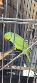 Lost Indian Ringneck Parakeet