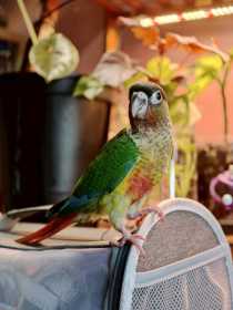 Lost Conure