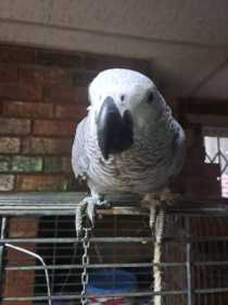 Lost African Grey
