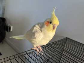 Lost Cockatiel