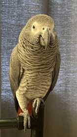 Lost African Grey