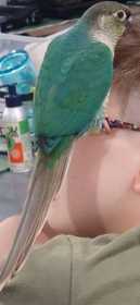 Lost Conure