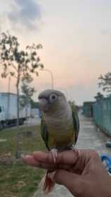 Lost Conure