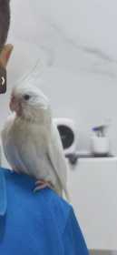 Lost Cockatiel