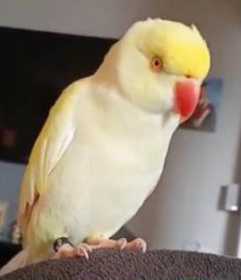 Lost Indian Ringneck Parakeet