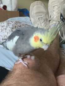 Lost Cockatiel