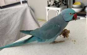 Lost Indian Ringneck Parakeet