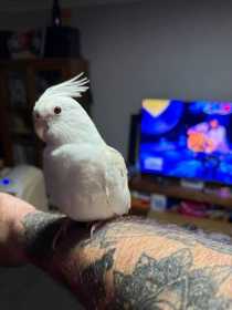 Lost Cockatiel