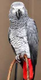 Lost African Grey