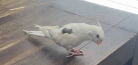 Lost Cockatiel