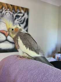 Lost Cockatiel