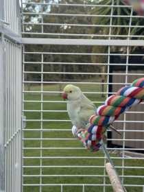 Lost Indian Ringneck Parakeet
