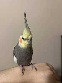 Lost Cockatiel