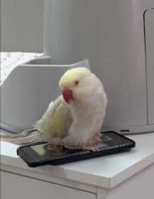 Lost Indian Ringneck Parakeet