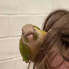 Lost Conure