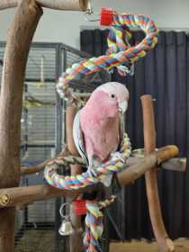 Lost Galah Cockatoo