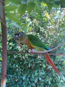 Lost Conure