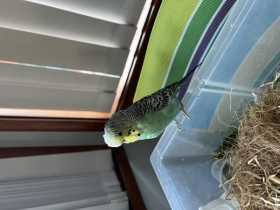 Lost Budgerigar