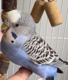 Lost Budgerigar