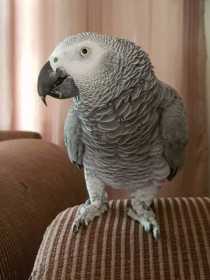 Lost African Grey