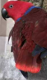 Lost Eclectus