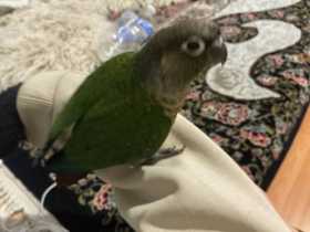 Lost Conure