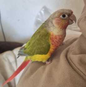 Lost Conure