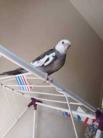 Lost Cockatiel