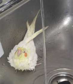 Lost Cockatiel