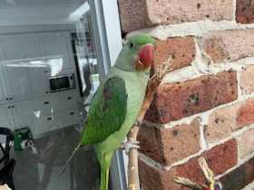 Lost Alexandrine