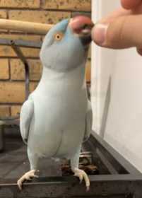 Lost Indian Ringneck Parakeet