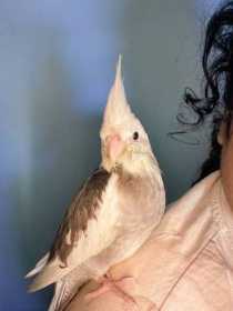 Lost Cockatiel