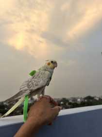 Lost Cockatiel