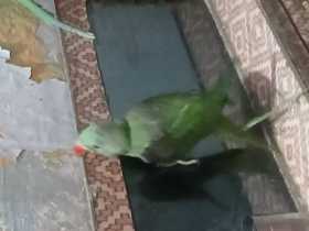 Lost Alexandrine