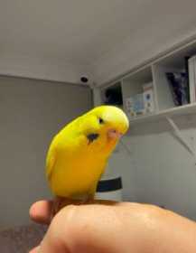 Lost Budgerigar