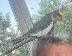 Lost Cockatiel