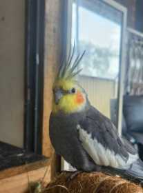 Lost Cockatiel