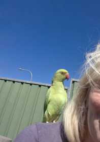 Lost Indian Ringneck Parakeet