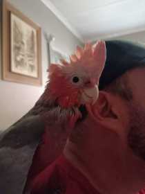 Lost Galah Cockatoo