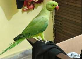 Lost Indian Ringneck Parakeet