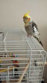 Lost Cockatiel