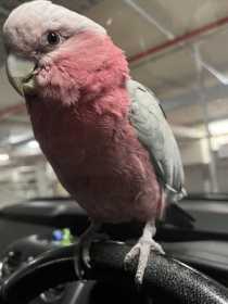 Lost Galah Cockatoo