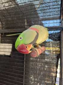 Lost Alexandrine